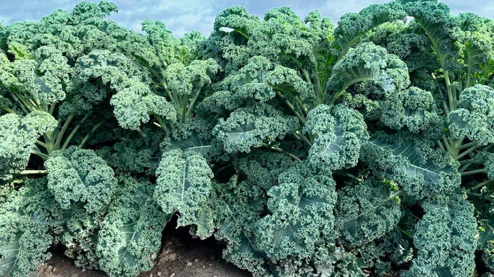Wunderbor (Bejo Seeds Inc., Gowan Seed Company)