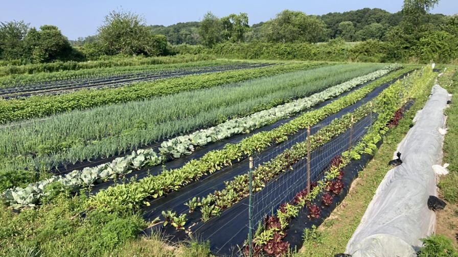 landscape fabric in use at Moonrose Farm