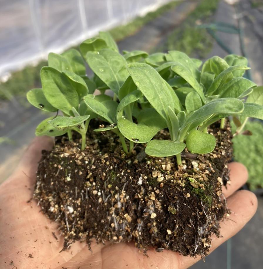 onions grown in soil blocks