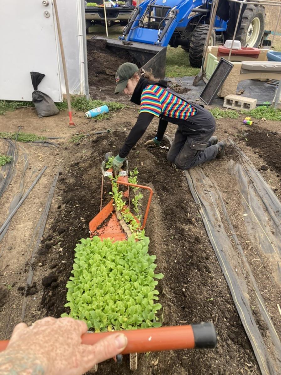 paper pot transplanter at Moonrose Farm