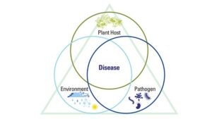 Disease Management for Grapes: When the Best Defense Is a Good Offense