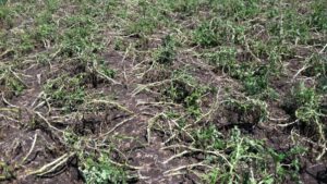 How To Help Your Potato Crops Recover After Hail Injury