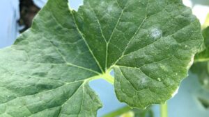 Powdery Mildew: A Crop Protection Problem That Needs Attention