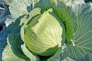 Brennan (Bejo Seeds Inc., Stokes Seeds Inc.)