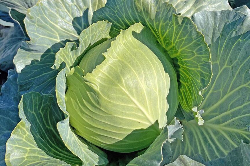Brennan (Bejo Seeds Inc., Stokes Seeds Inc.)