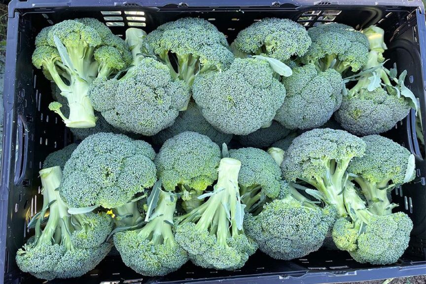 Hijack F1 (San Benito Seeds, Garden Trends Inc DBA Harris Seeds)