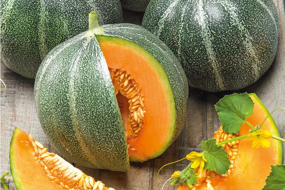 18 Melons You Will Want To Know and Grow Now