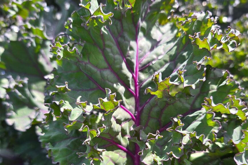Rubybor (Bejo Seeds Inc., Osborne Quality Seeds)