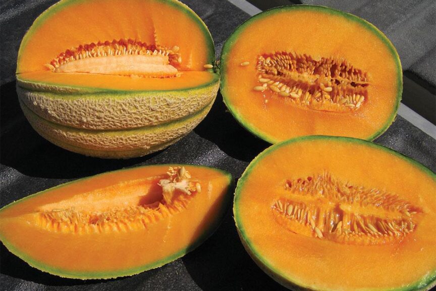 Tirreno F1 (Enza Zaden, Osborne Quality Seeds)