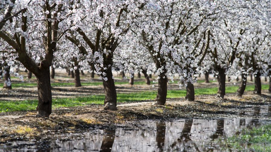Almond blossoms in California before drought