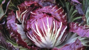 Beyond Lettuce! Unique Leafy Greens To Know and Grow