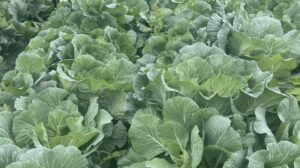 Crawford (SEEDWAY LLC)