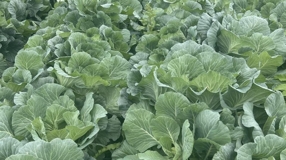 Crawford (SEEDWAY LLC)
