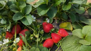 Cheers to Berry Breeding as It Enters the Data Age