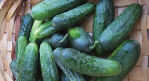 Eureka (Seminis Vegetable Seeds, Osborne Quality Seeds)