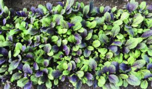 Moonshadow (Johnny's Selected Seeds)