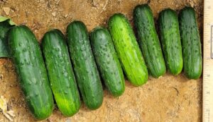 MegaMax (SEEDWAY LLC)
