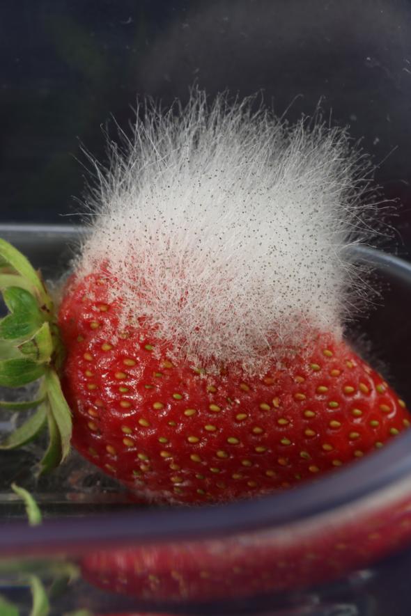 symptoms of Mucor on strawberry