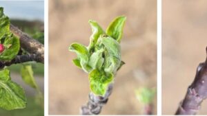 Can Advances in Genetics Help Apples Outsmart Spring Frost?
