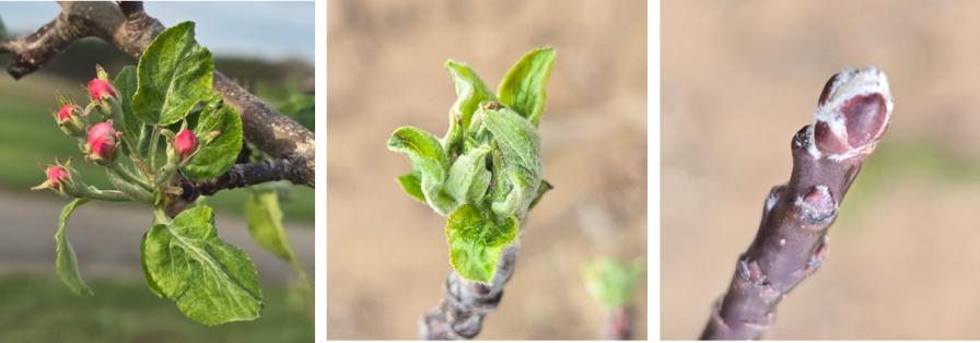 Can Advances in Genetics Help Apples Outsmart Spring Frost?