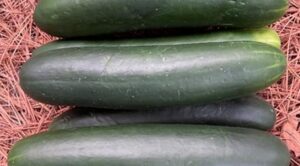 Race Track (Seminis Vegetable Seeds, Rupp Seeds)