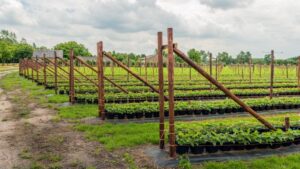 Who Holds the Future of Caneberry Development in Their Hands?