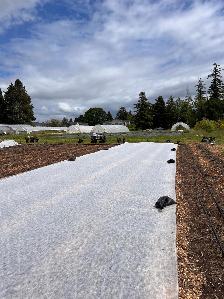 Row cover over winter squash at Working Theory Farm