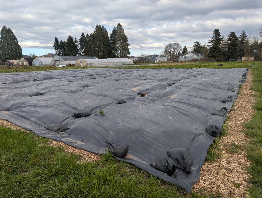 Sandbags at Working Theory Farm