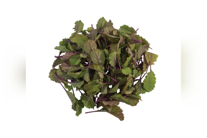 Unicorn (Johnny's Selected Seeds
