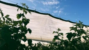 Made in the Shade: Protecting Raspberries From Extreme Heat
