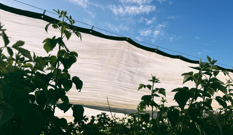 raspberries growing under shade cloth