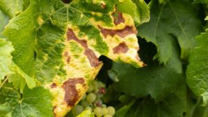 Shining a Brighter Light on Grapevine Red Blotch Virus