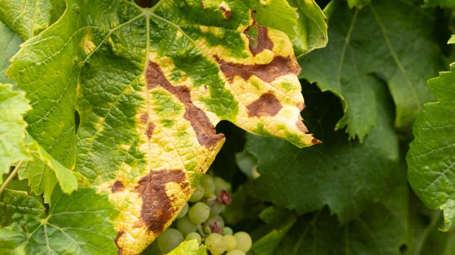 symptoms of red blotch virus on grapes