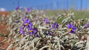 What’s Being Done in California Orchards To Beat Perennial Weeds
