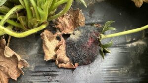 Scientists Sharpening the Focus on Strawberry Leak