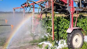 Finding the Right Way To Spray for Bacterial Spot of Tomato