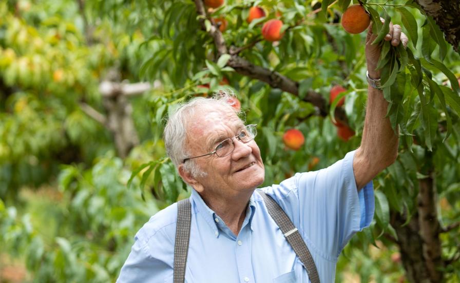 visionary orchardist Henry Chiles in his element.
