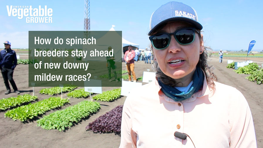 Video: How Do Spinach Breeders Stay Ahead of New Downy Mildew Races?