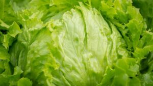 FDA Continues Focus on Lettuce in Cyclospora Outbreak Probe