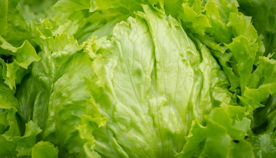 FDA Continues Focus on Lettuce in Cyclospora Outbreak Probe