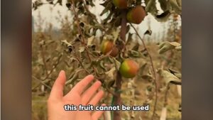 Videos: What’s Next for Farmers Affected by Western Wildfires?