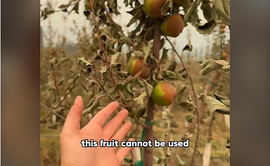 Videos: What’s Next for Farmers Affected by Western Wildfires?