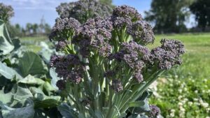 Broccolini Emerging as Fresh Alternative for Vegetable Growers