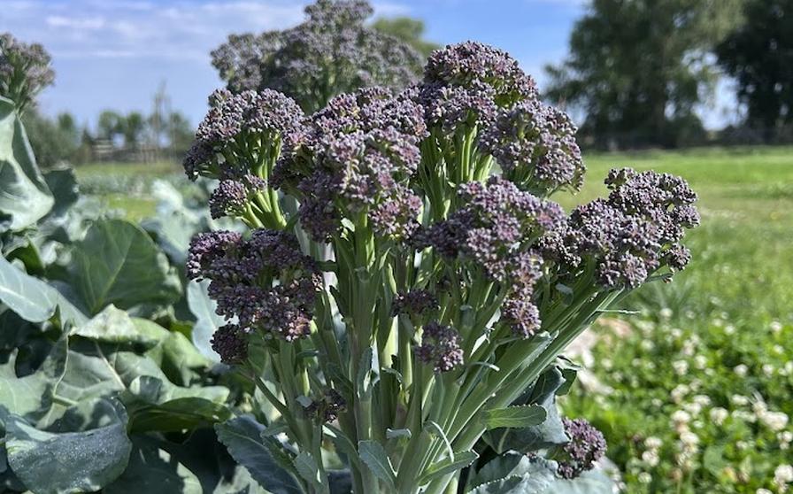 Broccolini 'Burgundy' in the field