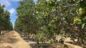 Effective weed control is a precursor to increased orchard management efficiency