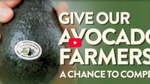 California Avocado Growers Pleading for New USMCA Measures Now