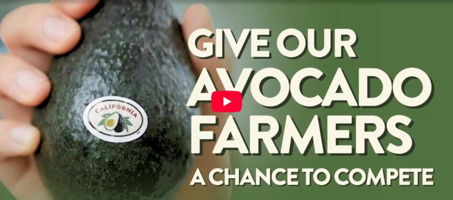 California Avocado Growers Pleading for New USMCA Measures Now