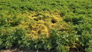 Watch Out for This Parasitic Weed That Preys on Potatoes