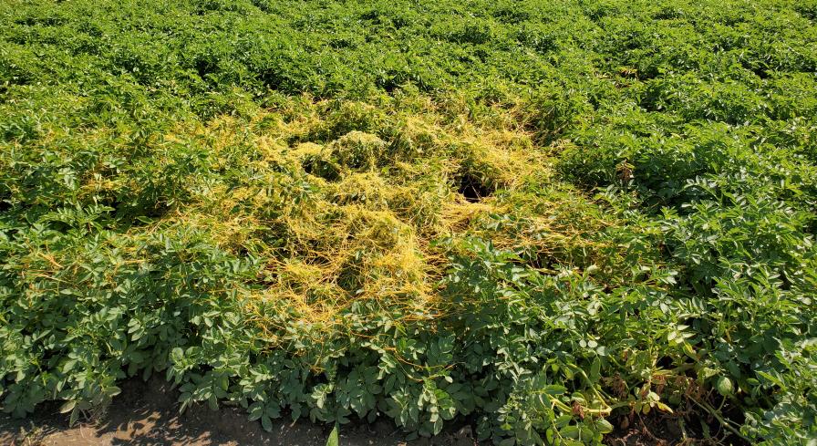 Dodder weed on potato plants