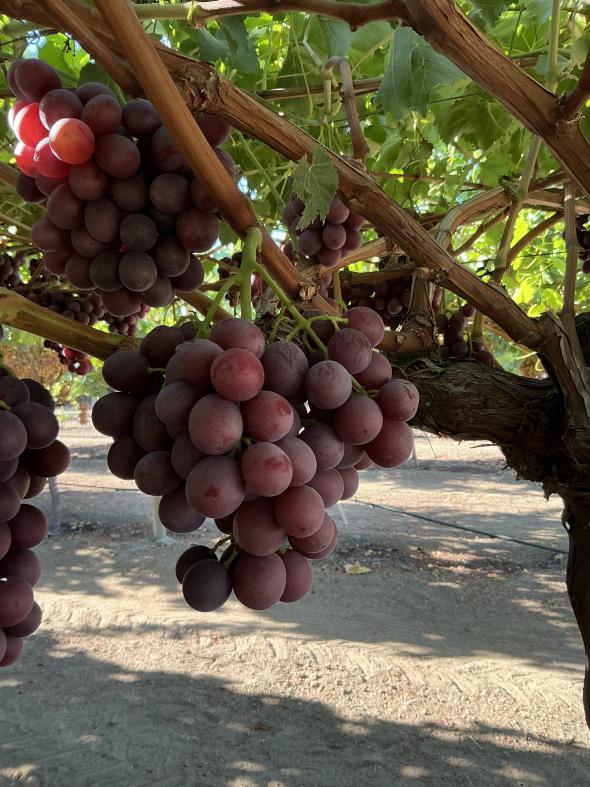 Flavorcrush table grapes from Sun World International